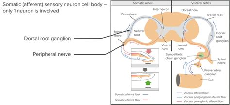 Autonomic Nervous System Structure Functions And Diseases