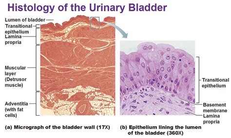 The Urinary System Ureter And Urinary Bladder