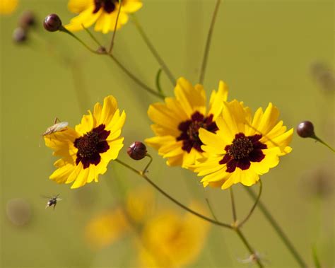 Golden Yellow And Burgundy Alabama Wildflowers Tickseed Coreopsis