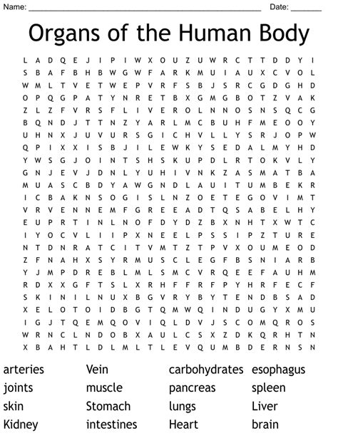 Organs Of The Human Body Word Search Wordmint