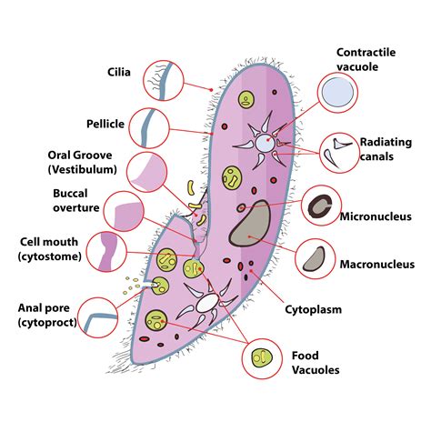 Anatomy Of Protozoan Cell Riset
