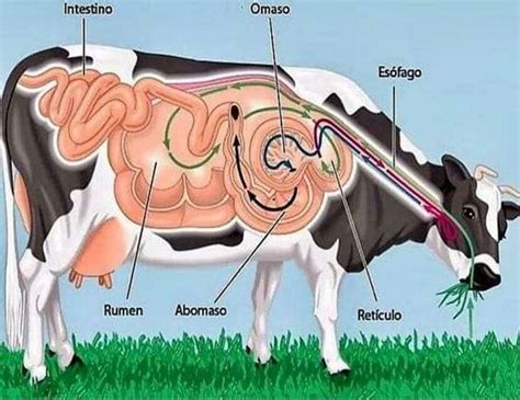 Sistema Digestivo De La Vaca Fraii Udocz