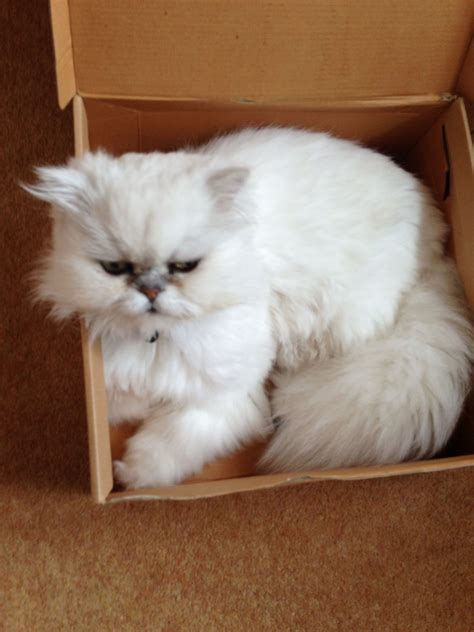 The fairest of them all. My beautiful silver chinchilla persian cat x | Persian ...