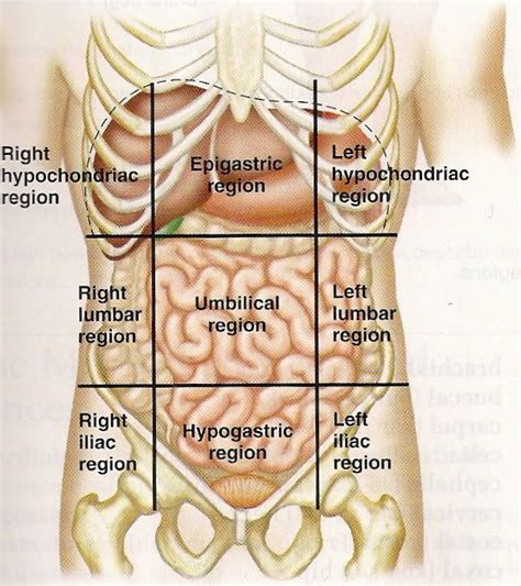 Gray S Anatomy Abdomen Anatomy Human Human Body