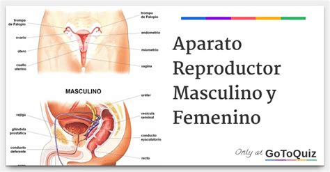 Fichaaparato Reproductor Femenino Y Masculino Para Imprimir Images