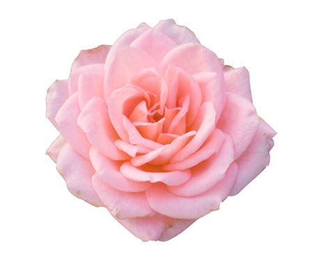 Fajarv Pink Rose Flower Images Hd Png