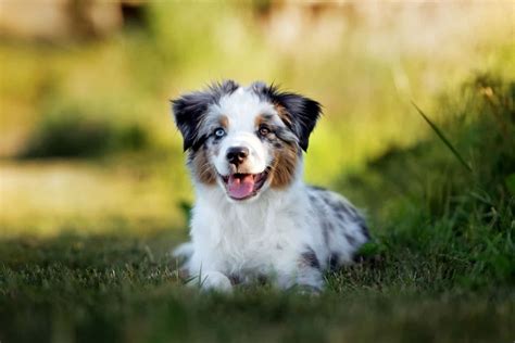 Toy Australian Shepherd Your Guide To The Toy Aussie Dog