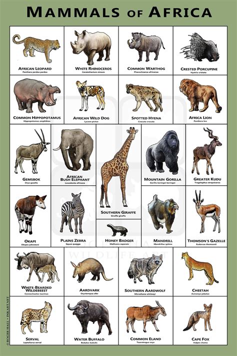 Mammals Of The African Art Print Field Guide Etsy Animal