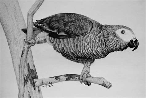 A dog, a bird, a fish, a snake. 50 Professional Photo Realistic Animal Drawings / Drawing / Grepless