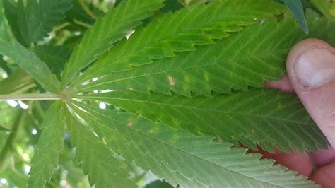 Cannabis Wind Burn Clawed Leaves Grow Weed Easy