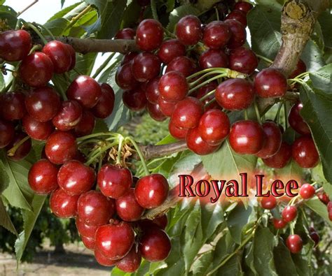Showing what the mini royal and the royal lee cherry trees look like when they're blooming talking about how to overcome the cherry fruit fly as well as the. Dave Wilson Nursery