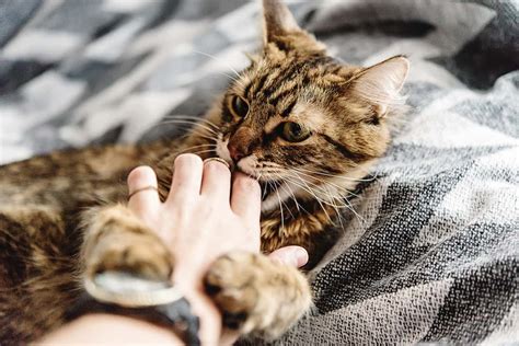 Why Does My Cat Grab My Hand And Bite Me 6 Reasons