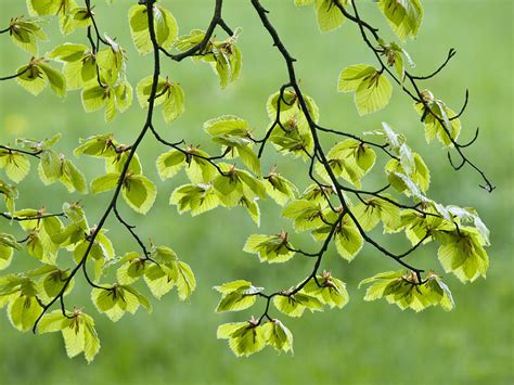 Beech Tree Leaves Fagus Sylvatica Photograph By Adrian Bicker Pixels