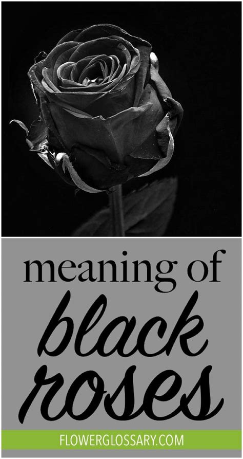 Jon bon jovi wrote the song in a hotel room while suffering from a hangover and the lyrics reflect his feelings at the time. The Meaning of Black Roses | Black rose, Rose meaning