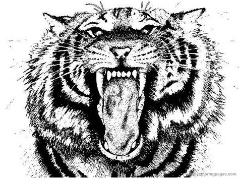 Coloring Pages Of Realistic Tigers Norman Rogers