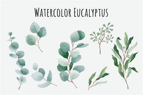 Watercolor Eucalyptus Vector Art Icons And Graphics For Free Download
