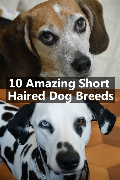 (this is my first youtube video ever) (i'm really sorry there is no sound. 10 Amazing Short Haired Dog Breeds | Short haired dog ...