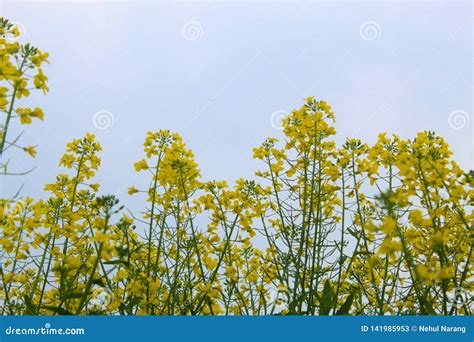 Mustard Plants In Farms In Standing Tall In Day Time Stock Image