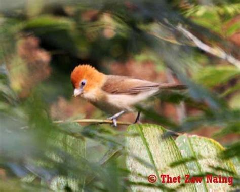 Rufous Headed Parrotbill Alchetron The Free Social Encyclopedia