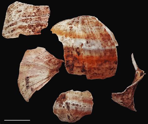 Shell Fragments Of The Gastropod Cipangopaludina From The Excavation 2