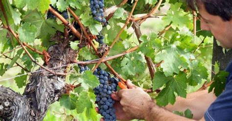 The Dates Of The Grape Harvest Who Decides