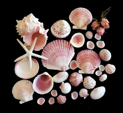 Pink Seashells 30 Pcs Florida Sea Shell Collection Beach Etsy