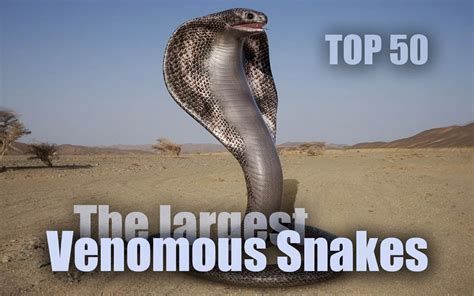 The Largest Venomous Snakes Top 50