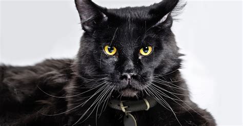 Herbivores and omnivores secrete amylase in their saliva to begin the breakdown of starches into glucose as soon as the plant enters the mouth. What Are The Types Of Black Cat Breeds? | Petfinder