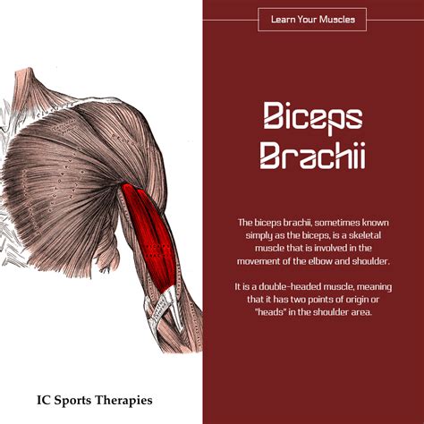 Your Monday Muscle 4 Biceps Brachii Ic Sports Therapies