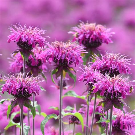 9 Of The Best Smelling Flowers That Belong In Your Garden Birds And