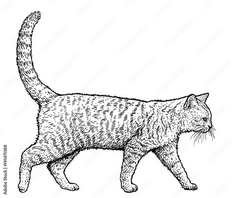 Walking Cat Illustration Drawing Engraving Ink Line Art Vector Stock Vector Adobe Stock