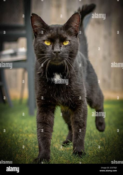 Tabby Black Cat Stock Photo Alamy