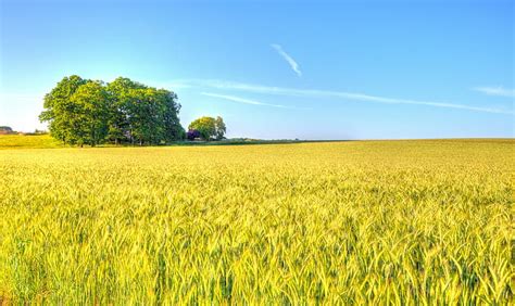 Hd Wallpaper Green Field Farmland Evening Agriculture Nature