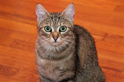 Millersville Md Domestic Shorthair Meet Abigail A Cat For Adoption