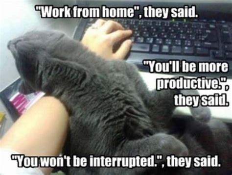 Funniest Work From Home Memes That Are So True In Thrivemyway