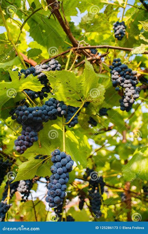 Bunches Of Black Grapes Hanging On A Vine During The Day Sun Stock