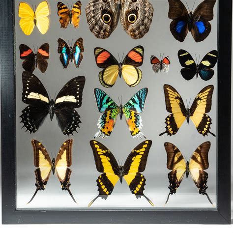 22 Genuine Butterflies Display Frame V2 Astro Gallery Touch Of