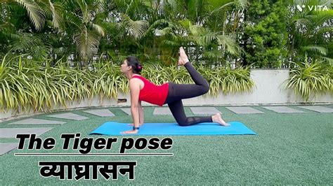 How To Do Vyaghrasana Tiger Pose Benefits Youtube