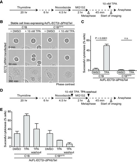 Plasma Membrane Association Of Ect2 In Anaphase Is Required And