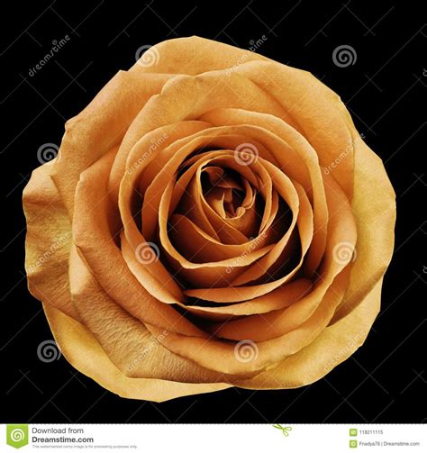 Orange Flower Rose On The Black Background With Clipping Path No