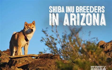 Arizona Shiba Inu Breeders What You Need To Know My First Shiba Inu
