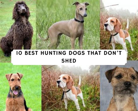 Top 10 Hunting Dogs That Don T Shed You Need To Know
