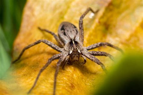 Best Giant Wood Spider Stock Photos Pictures And Royalty Free Images