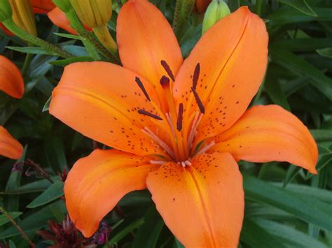 The meaning of the orange lily flower has been interpreted in different ways. Orange Lily | Our roses & flowers | Pinterest
