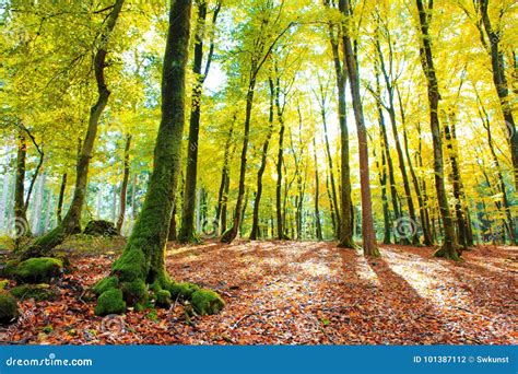 Autumn German Forest With Sun Beam Stock Photo Image Of Branch