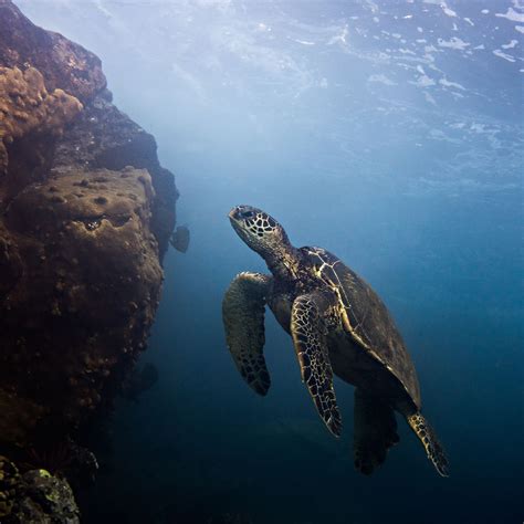 The Honu Green Sea Turtle Has Always Held A Special Meaning For