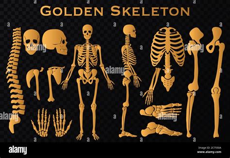 Golden Luxury Human Bones Skeleton Silhouette Collection Set High