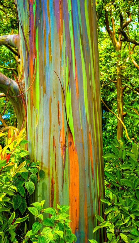 Rainbow Eucalyptus | Rainbow eucalyptus tree, Rainbow eucalyptus, Rainbow eucalyptus tree maui