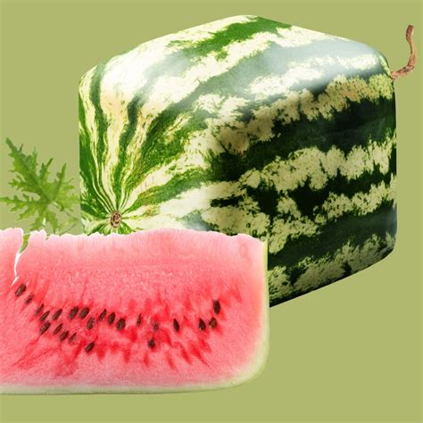 How To Grow A Square Watermelon In 5 Simple Steps