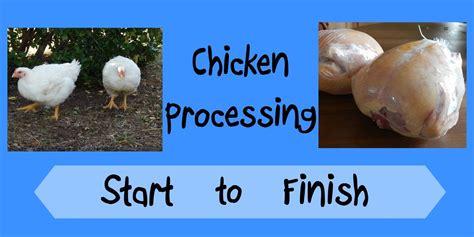 Chicken Processing Start To Finish Youtube